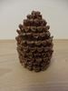 Pine Cone